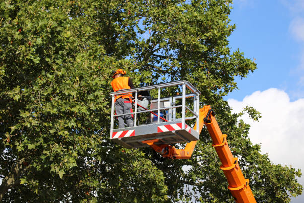 Professional Tree Services in South Uniontown, PA